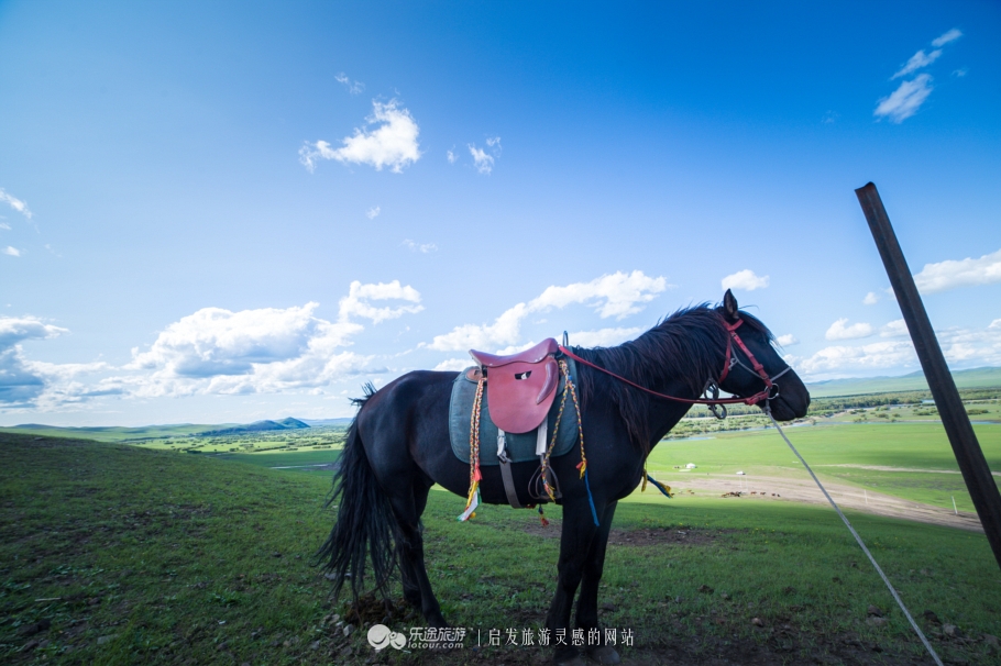 三河马的血统有哪些,三河马是怎么诞生的