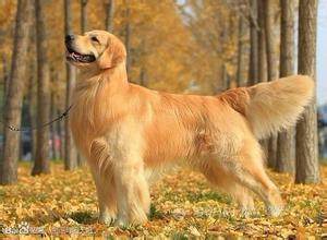 世界名犬金毛犬饲养禁忌,世界名犬大全
