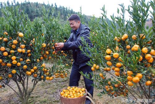 如何找到代卖货,代卖水果怎么操作