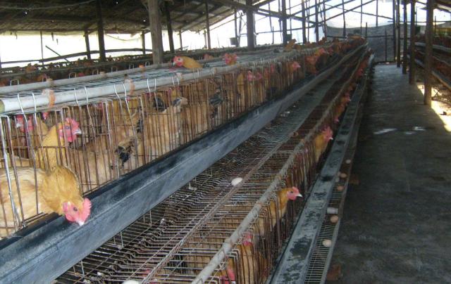 鸡群出现大面积死亡有哪些原因,鸡群突然死亡