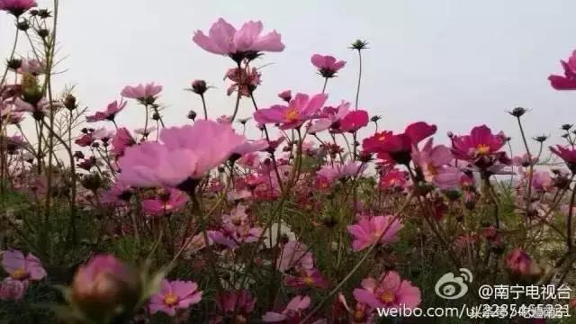 南宁十大最美农家乐推荐,南宁周边烧烤野炊前十排行