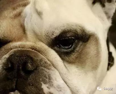 一梦谈狗：英牛那么丑，价格又贵，为什么还有那么多人养？