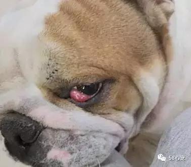 一梦谈狗：英牛那么丑，价格又贵，为什么还有那么多人养？