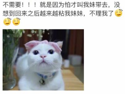 网友家猫主子绝育后的反应，以及绝育准备和护理知识