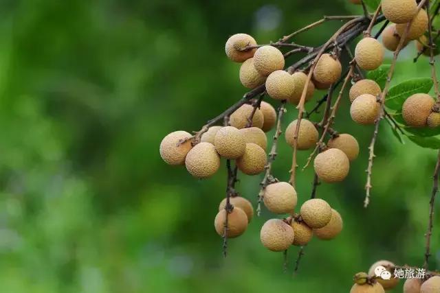 在重庆国庆中秋哪里耍,国庆来重庆一定要做的20件小事