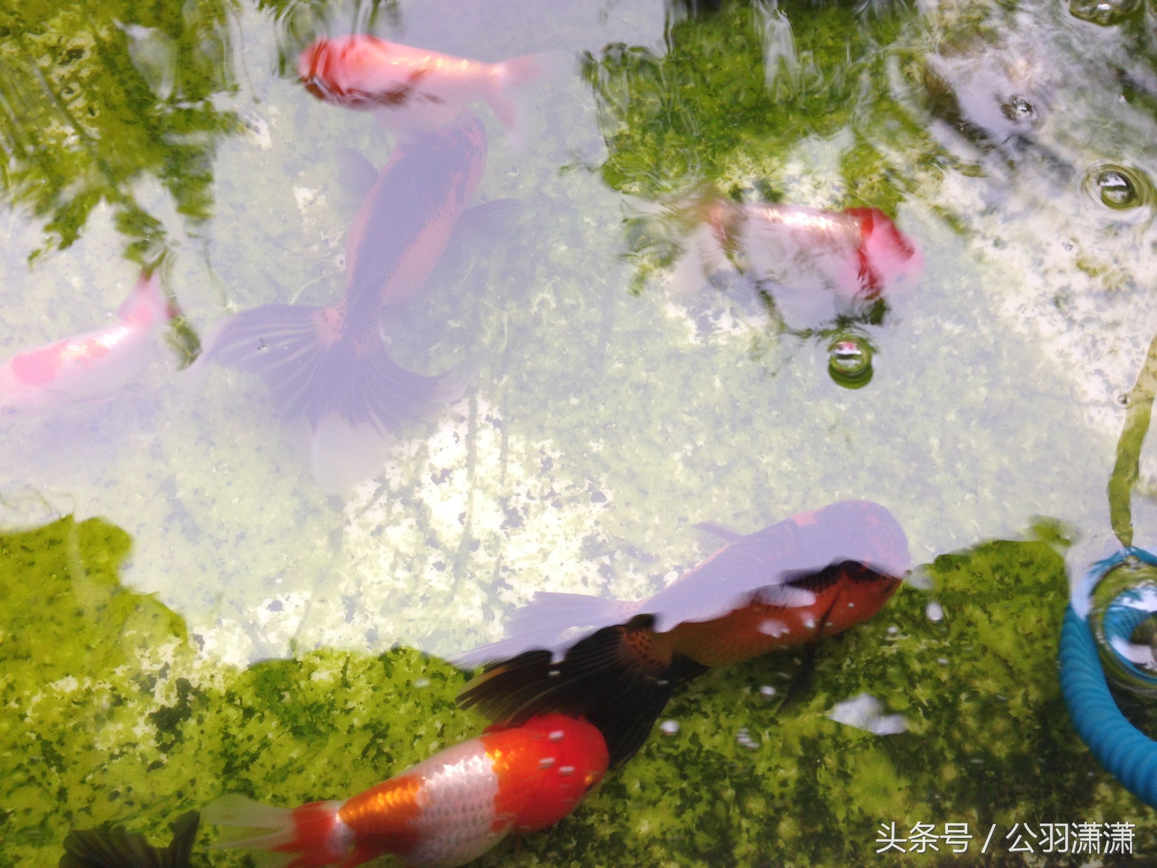 养金鱼鱼缸需要铺底砂吗,如何养金鱼让鱼缸水清澈