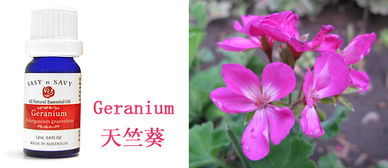 天竺葵精油加薰衣草精油的功效,乳香精油天竺葵精油对妇科的功效