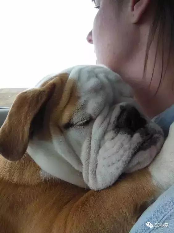 一梦谈狗：英牛那么丑，价格又贵，为什么还有那么多人养？