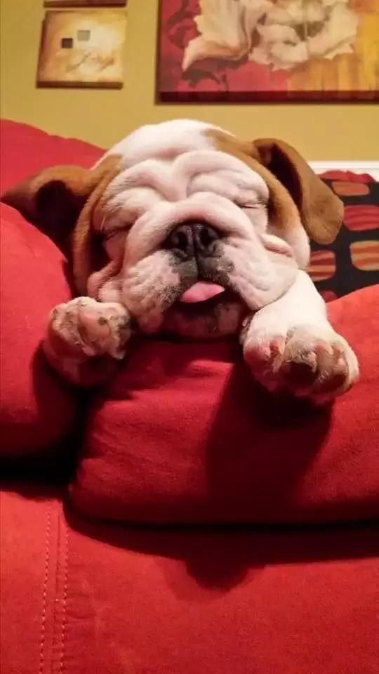 一梦谈狗：英牛那么丑，价格又贵，为什么还有那么多人养？