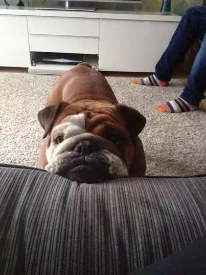 一梦谈狗：英牛那么丑，价格又贵，为什么还有那么多人养？