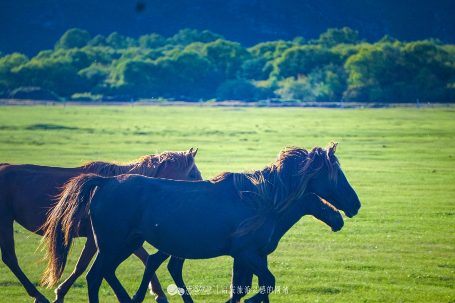 三河马的血统有哪些,三河马是怎么诞生的