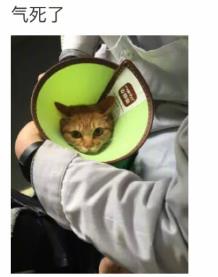 网友家猫主子绝育后的反应，以及绝育准备和护理知识