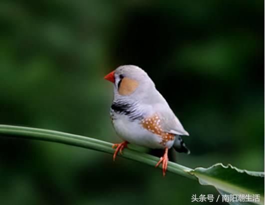 百鸟展门票,百鸟展门票早鸟票