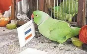 百鸟展门票,百鸟展门票早鸟票