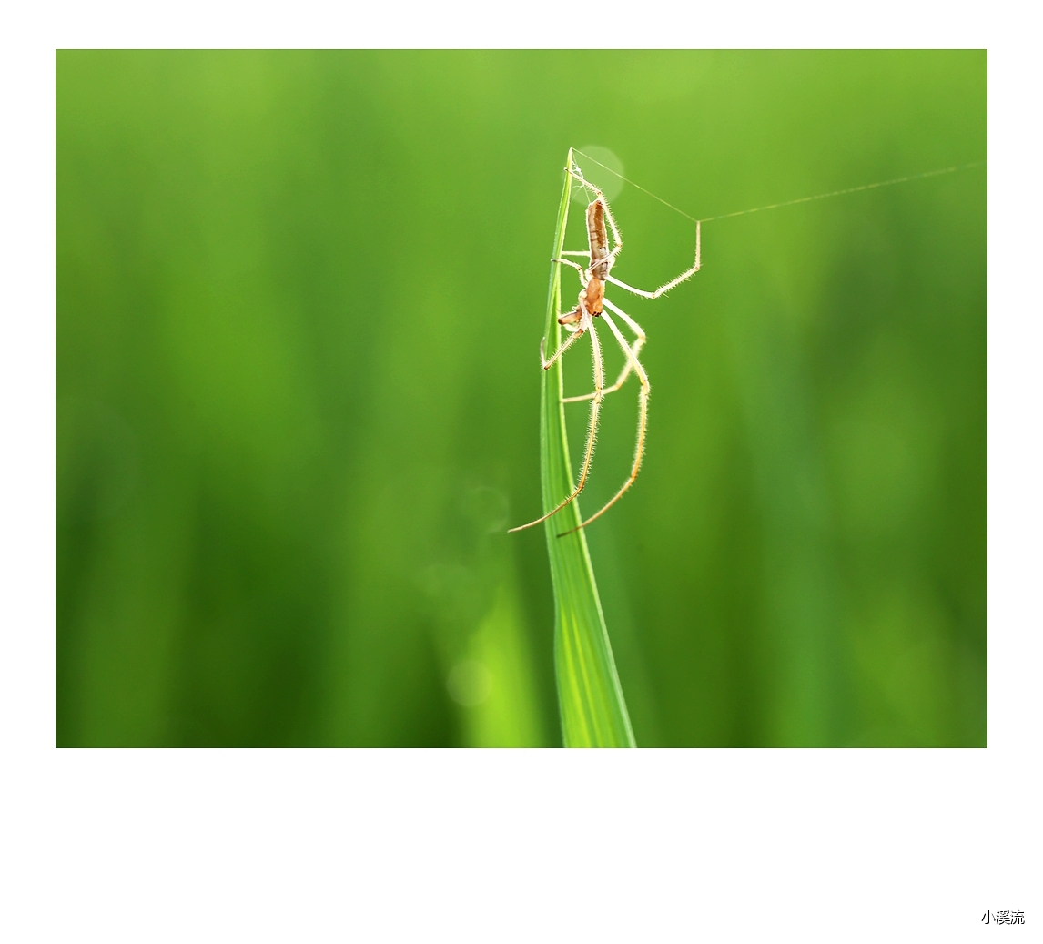 秋风秋雨秋世界—虫虫集