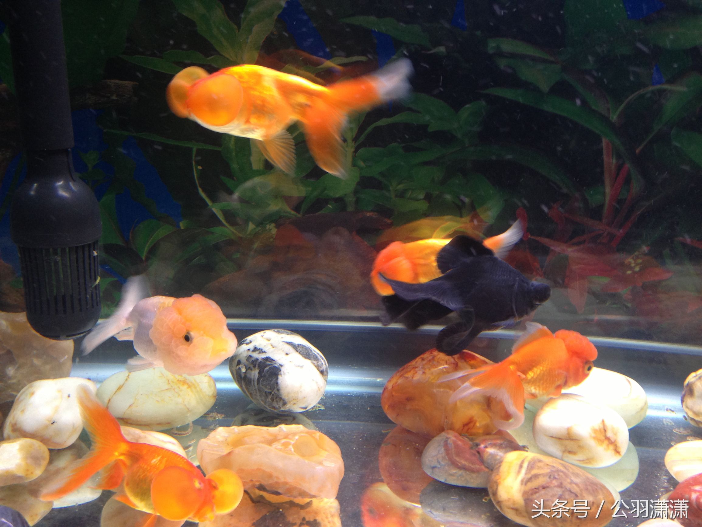 养金鱼鱼缸需要铺底砂吗,如何养金鱼让鱼缸水清澈