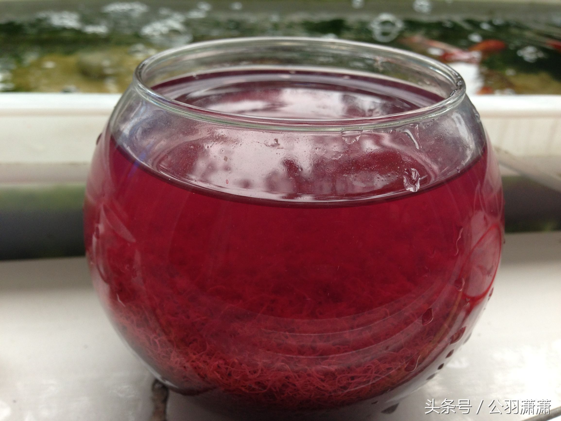 养金鱼鱼缸需要铺底砂吗,如何养金鱼让鱼缸水清澈