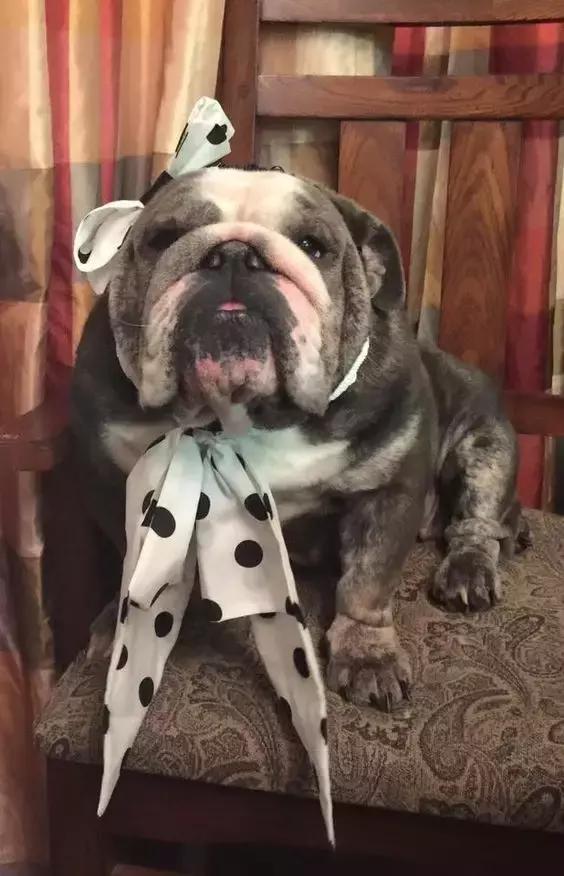 一梦谈狗：英牛那么丑，价格又贵，为什么还有那么多人养？