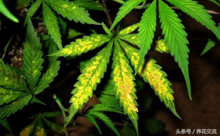 薄荷盆栽叶子变黄怎么回事,盆栽芦荟叶子变黄怎么办