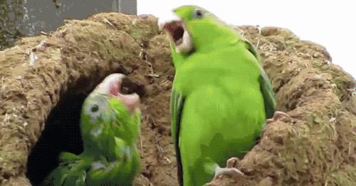 百鸟展门票,百鸟展门票早鸟票