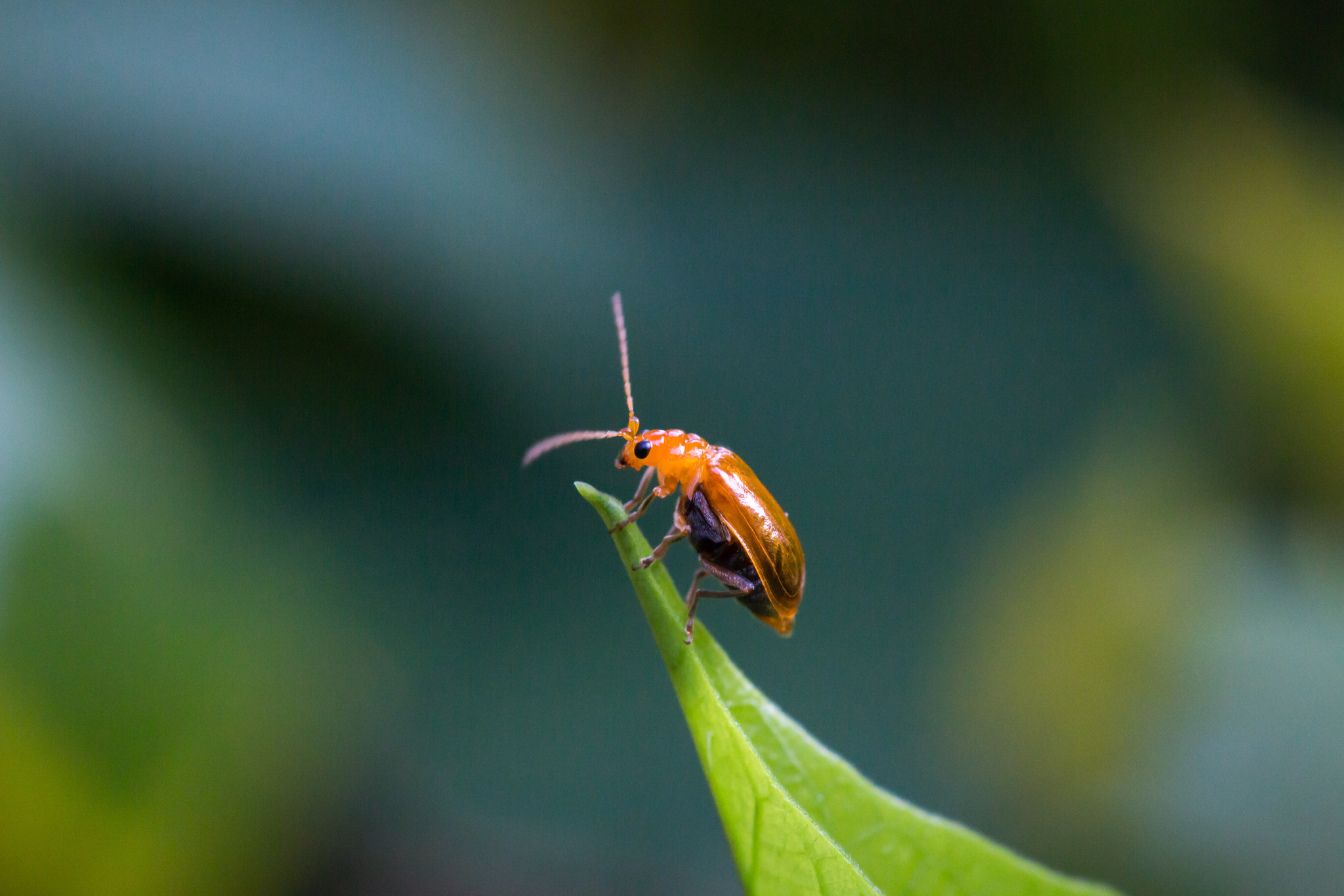 秋风秋雨秋世界—虫虫集