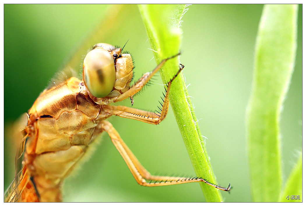 秋风秋雨秋世界—虫虫集