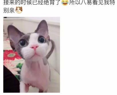 网友家猫主子绝育后的反应，以及绝育准备和护理知识