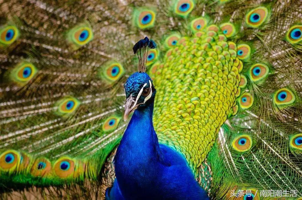 百鸟展门票,百鸟展门票早鸟票