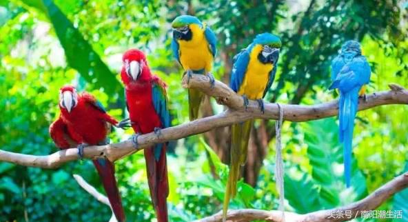 百鸟展门票,百鸟展门票早鸟票