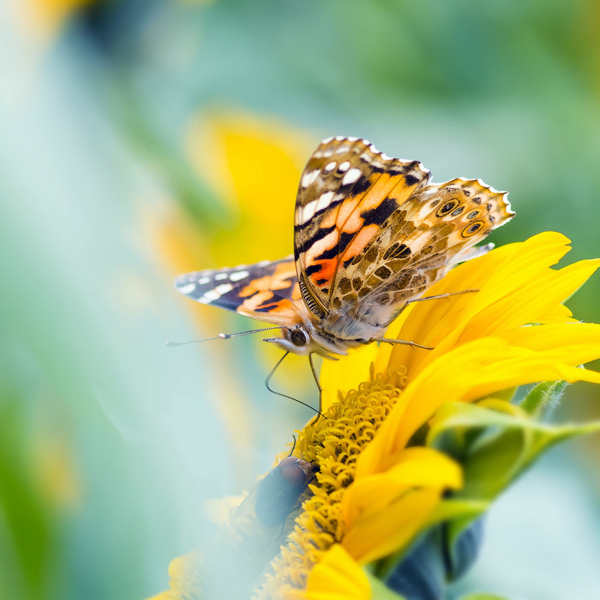 秋风秋雨秋世界—虫虫集