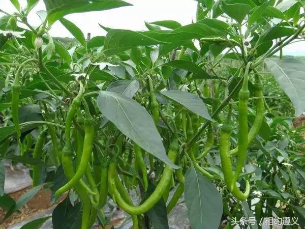 三幺台有哪些菜品,三幺台美食攻略