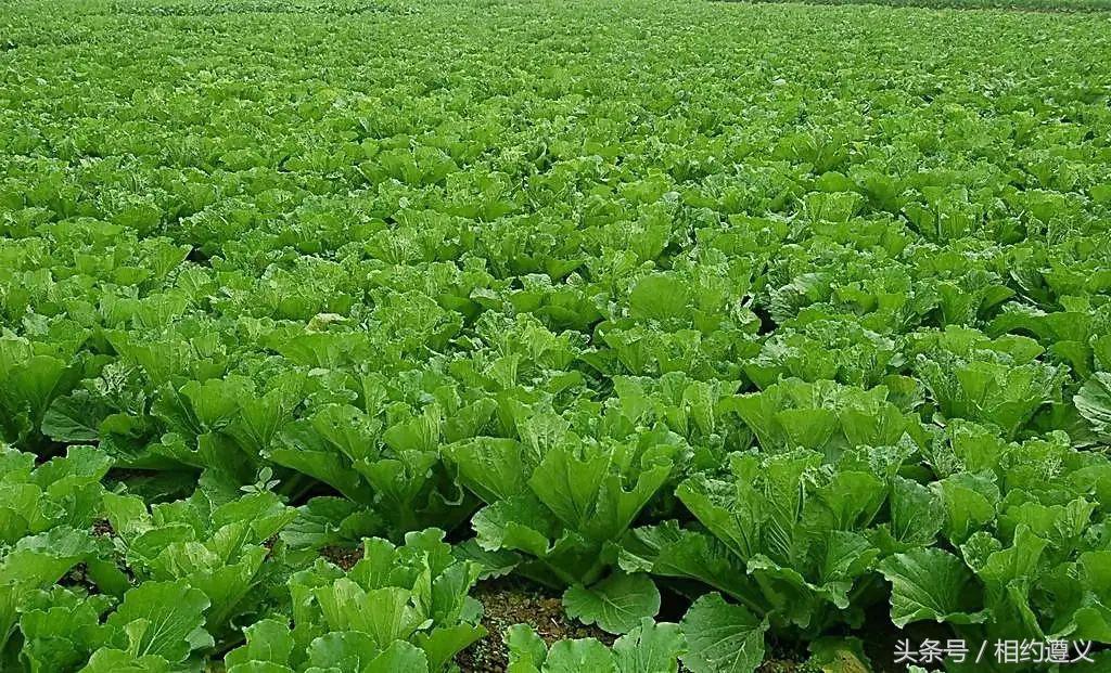 三幺台有哪些菜品,三幺台美食攻略