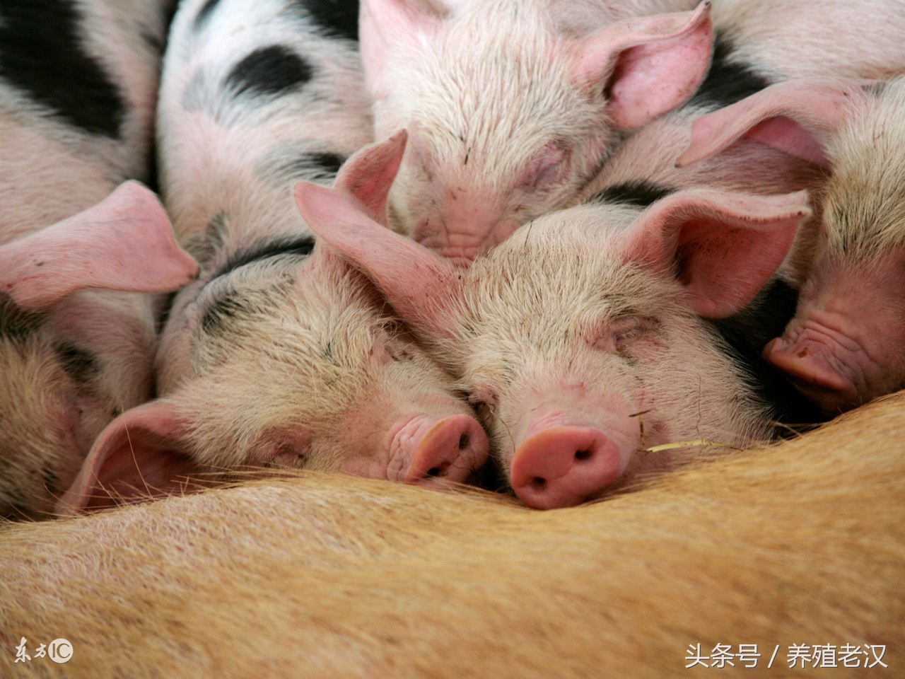 猪群里面的弱猪怎么调理,猪群有猪瘟怎么办