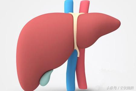 你的肝脏好不好,通过肝功能检查能知道肝的好坏吗