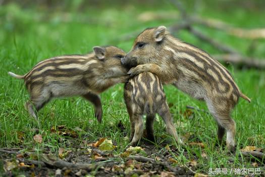 养猪人猪腹泻怎么办,养猪福利