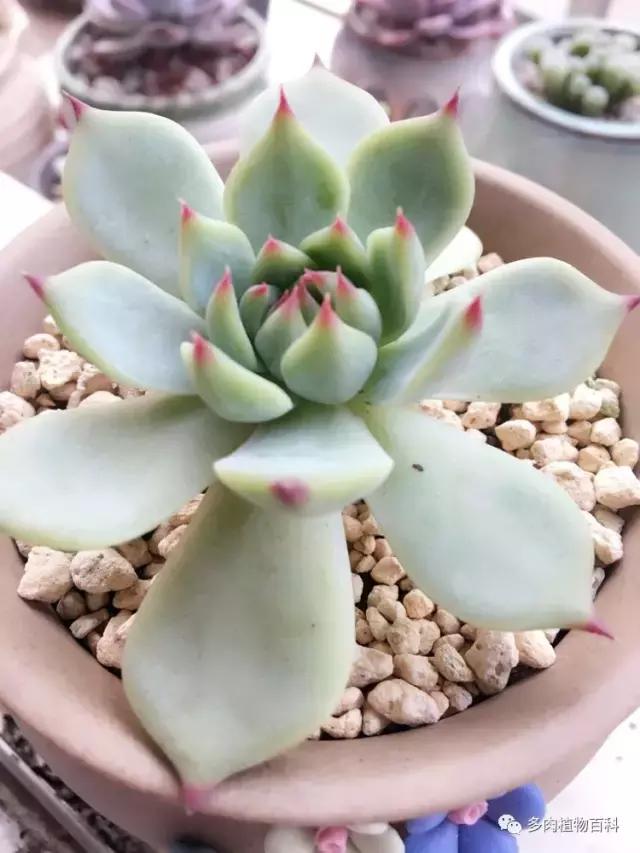 秋风送爽适用于九月吗,秋风送爽赏景天