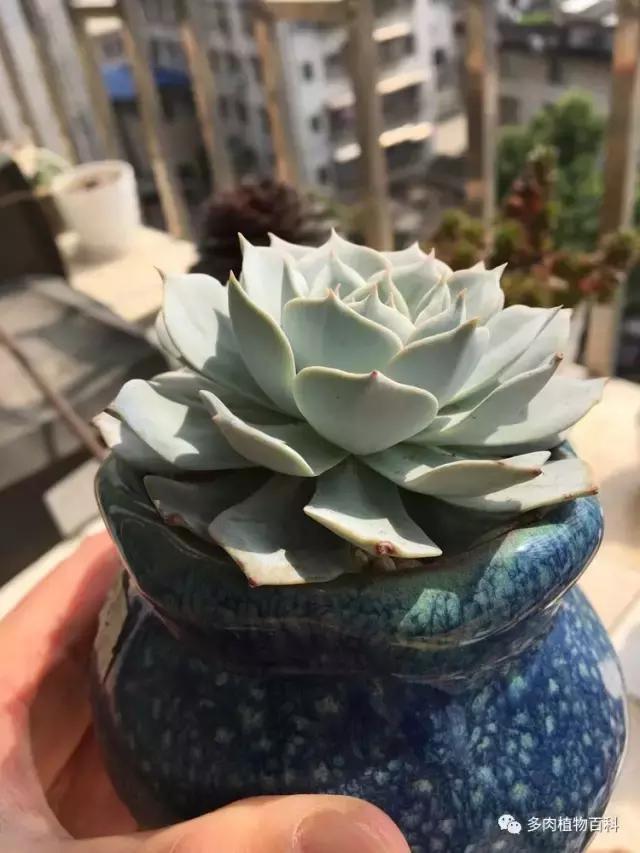 秋风送爽适用于九月吗,秋风送爽赏景天