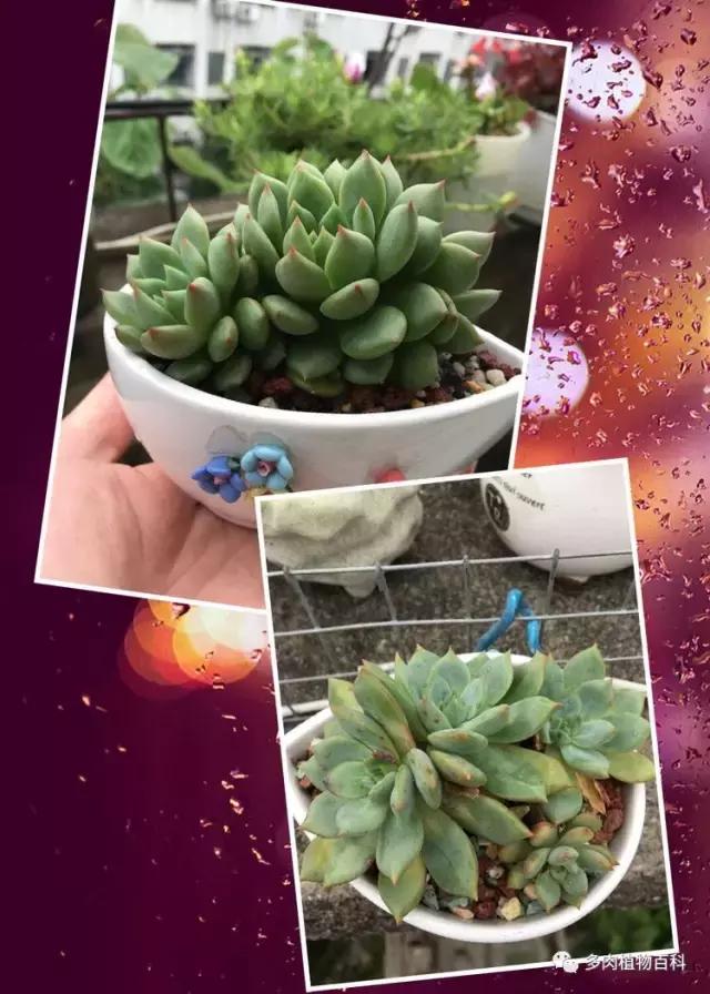 秋风送爽适用于九月吗,秋风送爽赏景天