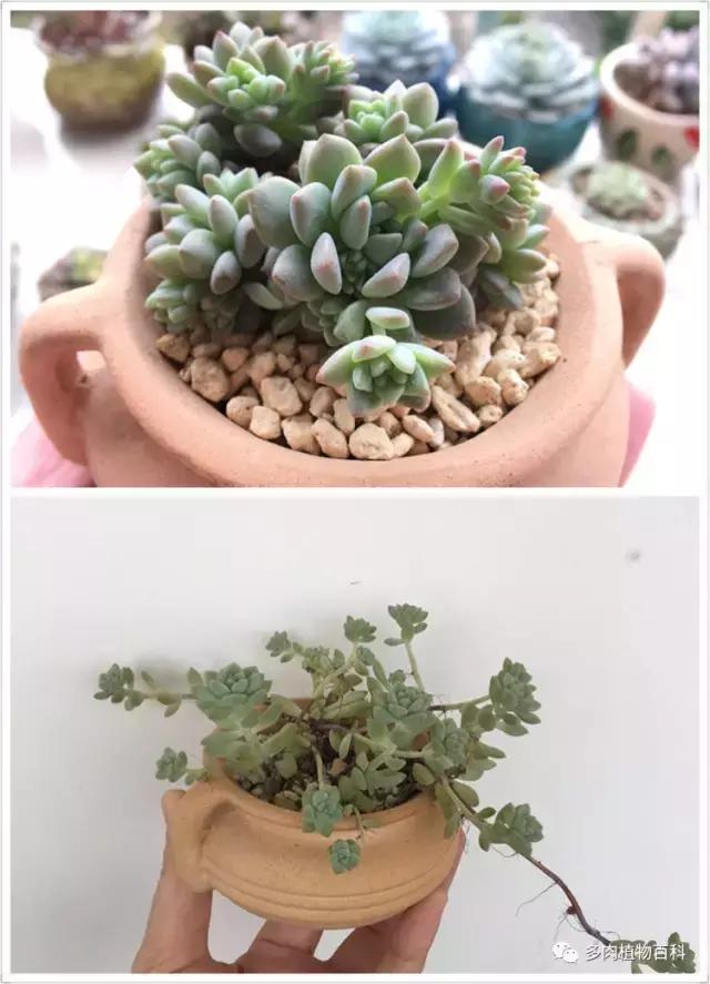 秋风送爽适用于九月吗,秋风送爽赏景天