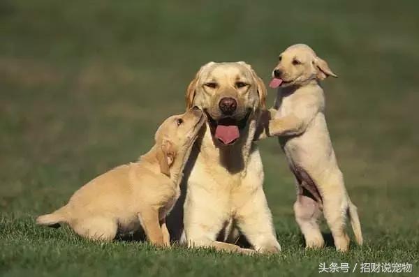 幼犬怎么预防翻肠子,幼犬后腿外翻怎么办
