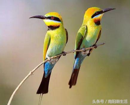 百鸟展门票,百鸟展门票早鸟票