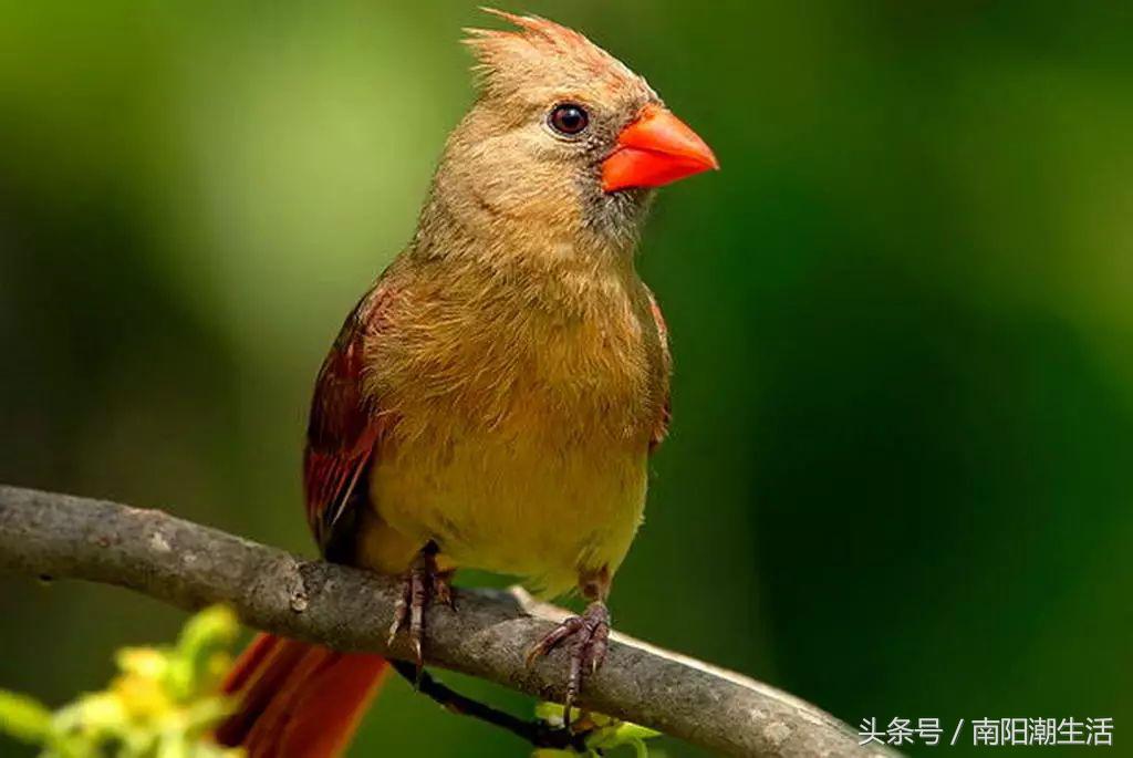 百鸟展门票,百鸟展门票早鸟票