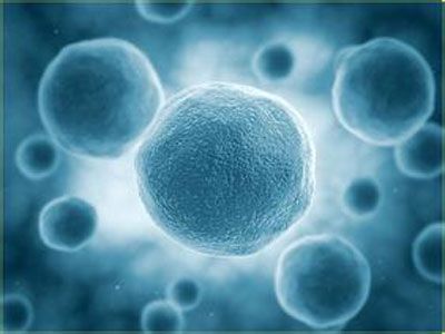 探秘轻断食的减脂成分四绿咖啡,轻断食台湾酵素粉