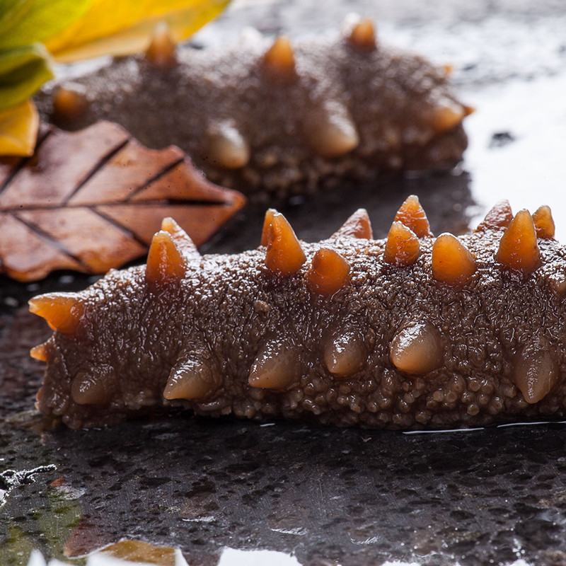 泡发干海参为什么会飘起来,海参自溶后营养物质还在吗