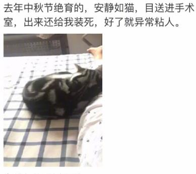 网友家猫主子绝育后的反应，以及绝育准备和护理知识