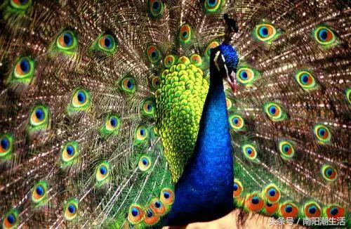 百鸟展门票,百鸟展门票早鸟票