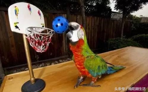 百鸟展门票,百鸟展门票早鸟票