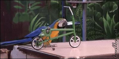 百鸟展门票,百鸟展门票早鸟票