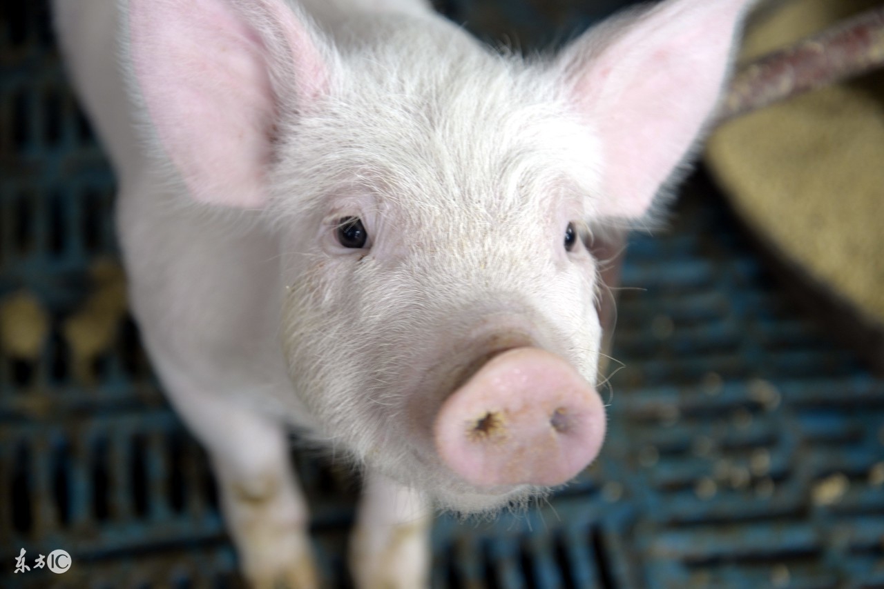 毛猪300斤今日价格云南省个旧市,四川省毛猪价格今天是多少钱一斤