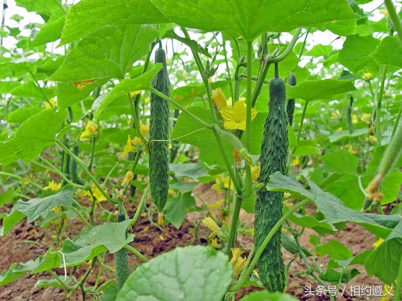 三幺台有哪些菜品,三幺台美食攻略